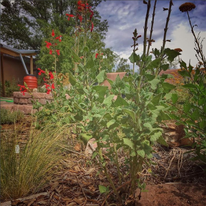 Low Water Garden Beauty Is Possible Save Water Santa Fe