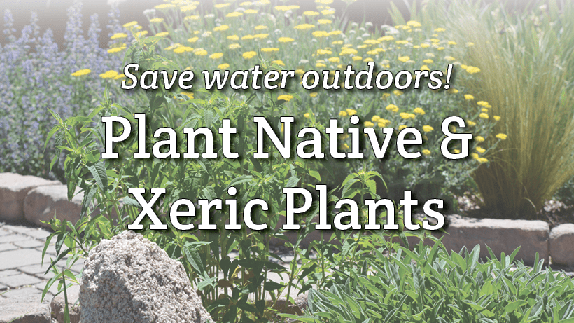 plant native plants fb cover